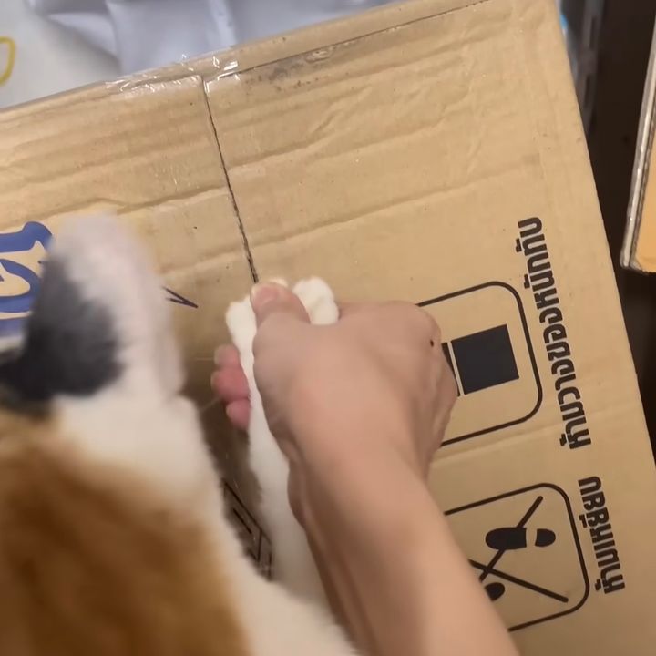 ダンボールのテープを切りたいそのときに、リアルな猫の手借りて解決