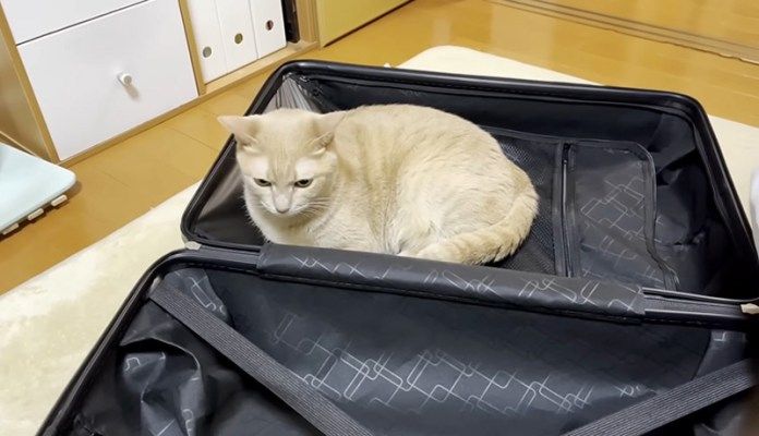 キャリーバッグに入る猫