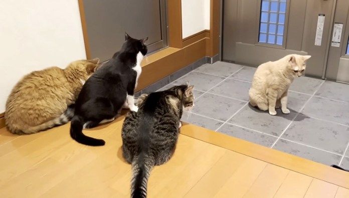 修学旅行に行けなかった猫