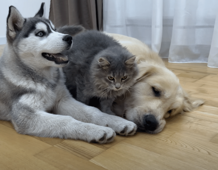 割り込んででも、一緒に寝たい！ 犬と一緒に育った甘えん坊な猫さん。