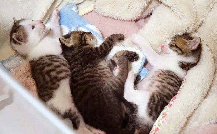 眠る子猫達