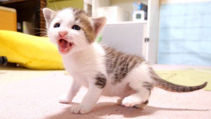 プルプル震えながら鳴く子猫