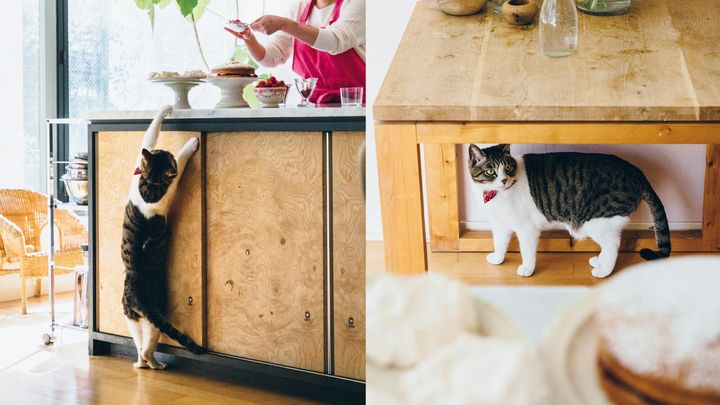 料理研究家・若山曜子と愛猫のもんちゃん