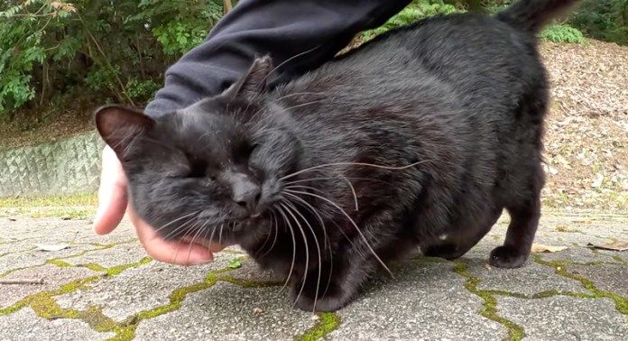 撫でられる猫
