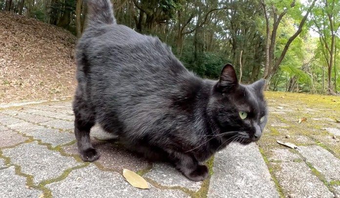 モフモフ待ちする猫