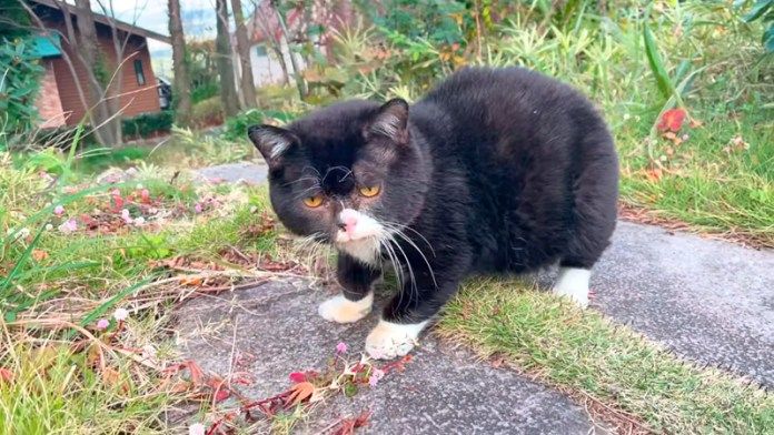 猫のような木彫りの熊