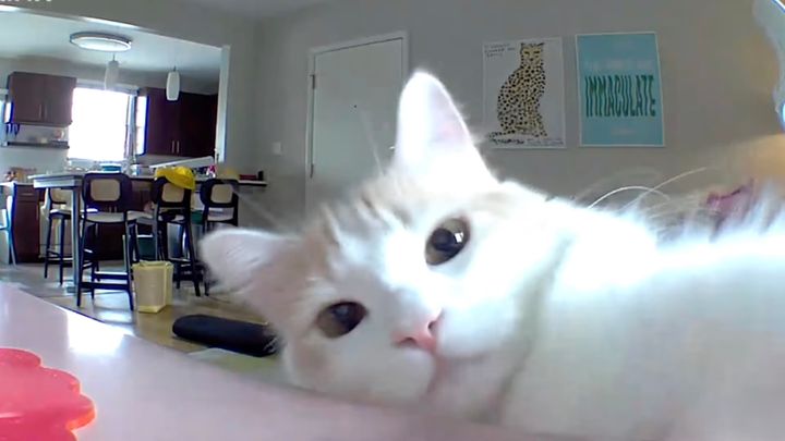 見つめてるアイツを見つめる白い猫、無垢な瞳でカメラをいじる