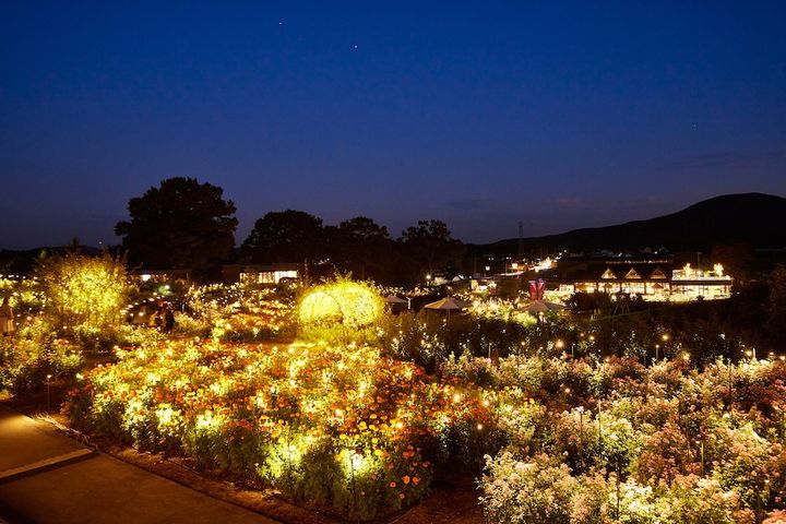 いばらきフラワーパーク Moonlight Rose Garden2024