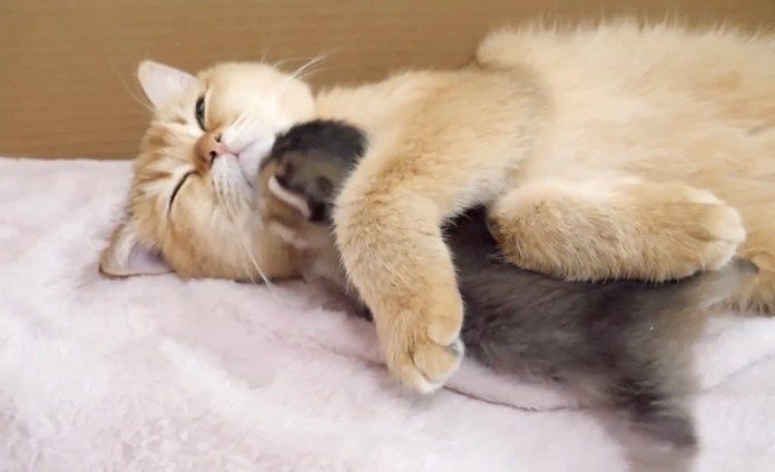 母猫に突撃する子猫