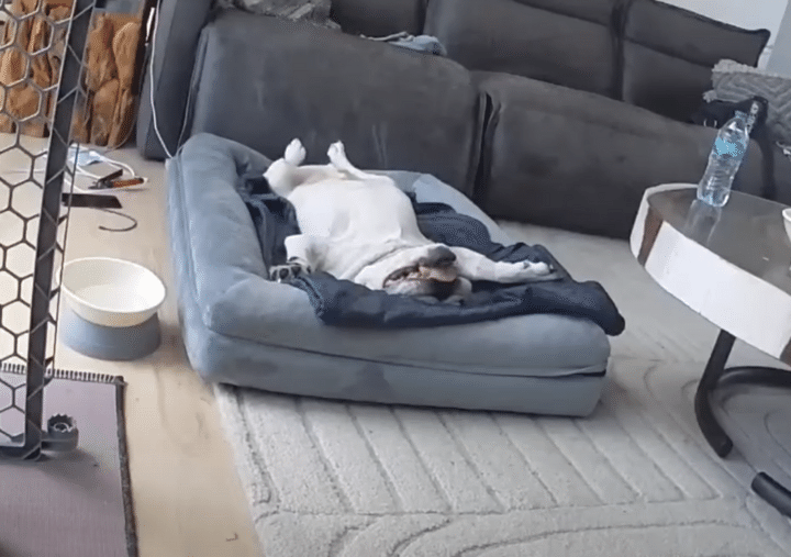 犬「なんにもしたくなーい、なんにも聞こえなーい！」 飼い主の声を無視するけど