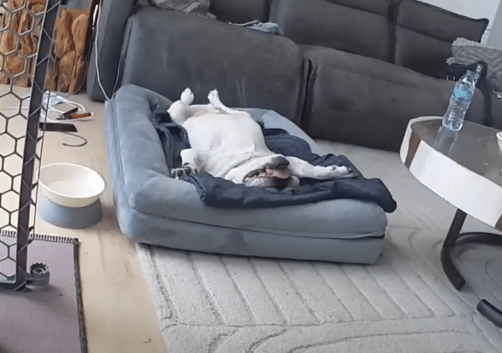 犬「なんにもしたくなーい、なんにも聞こえなーい！」 飼い主の声を無視するけど