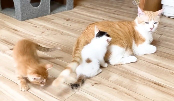 先住猫にくっつく子猫