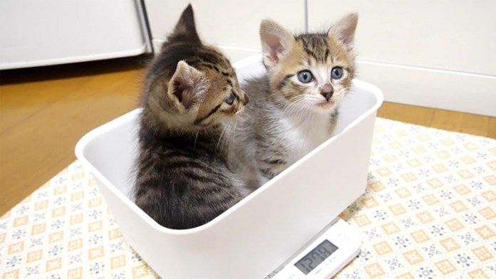 体重計に乗る子猫達