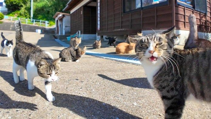猫島で出迎えてくれた猫達