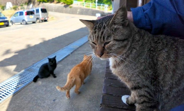 ナデナデされる猫