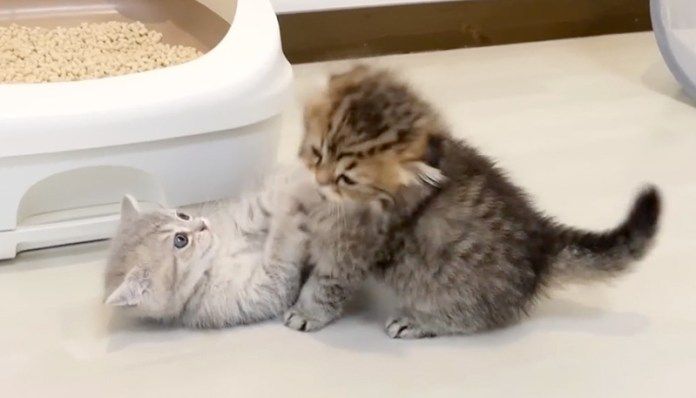 元気に遊ぶ子猫達