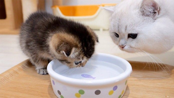 水を飲む子猫が気になるパパ猫