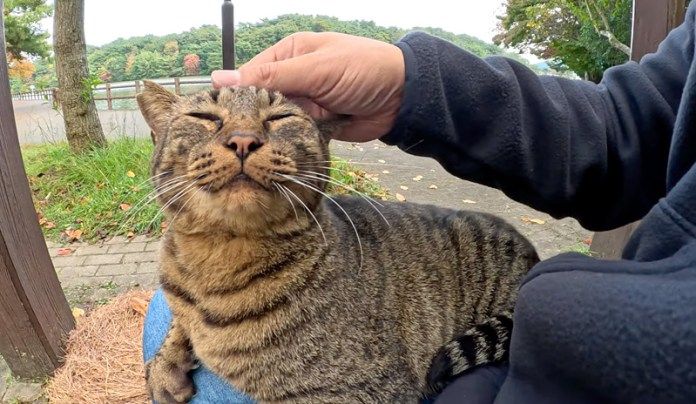 膝の上でナデナデされる猫