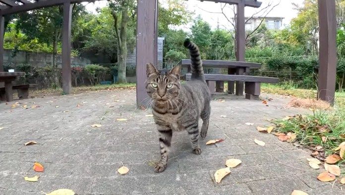 膝に乗りたい猫