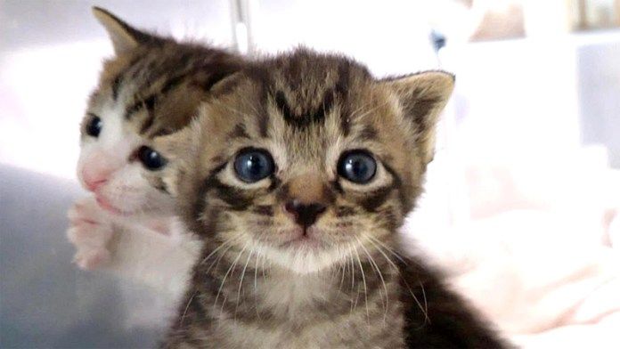 ミルクが飲みたい子猫