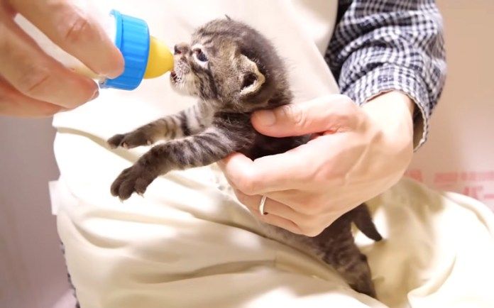 ミルクを飲む子猫