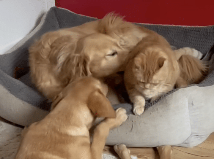 毛色もそっくりな犬と猫、飼い主さんがいないところでも仲良し♡