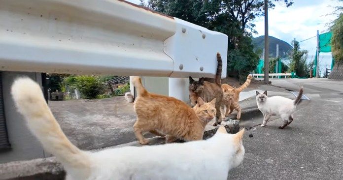 どんどん出てくる猫達