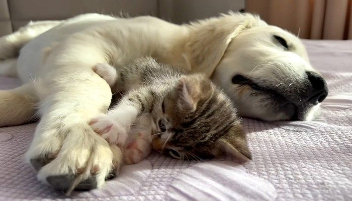 犬を起こしたい子猫