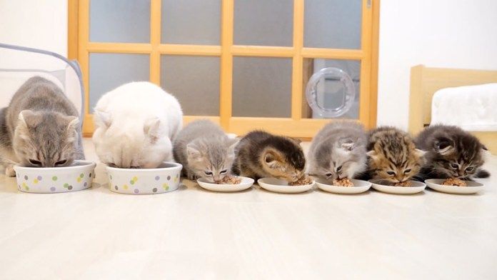 ご飯を食べる猫の家族