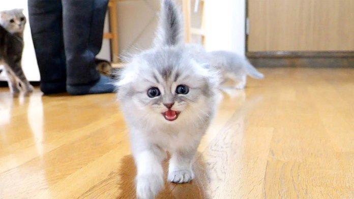 ご飯が食べたい子猫