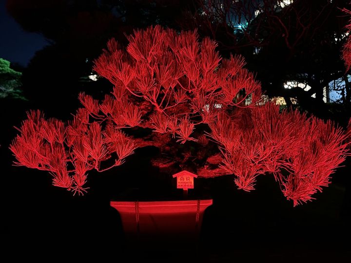 樹齢525年を数えるご長寿盆栽も鎮座する「盆栽通り」もライトアップ