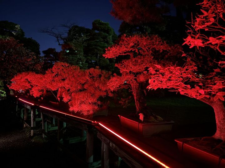 樹木の造形美がライトアップによってくっきり。盆栽の新たな魅力に気づくかも 