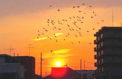 画像の代替テキスト