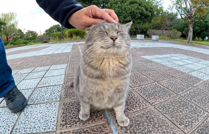 撫でられる猫