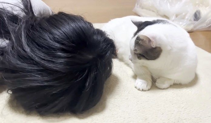 お姉ちゃんを気遣う猫