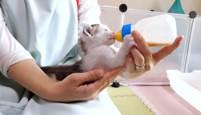 ミルクを飲む子猫