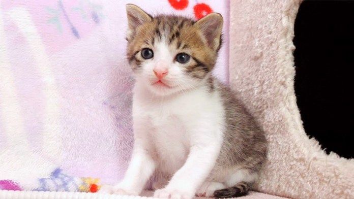 ぽやーん顔の子猫