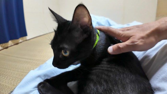 布団の上でくつろぐ旅館猫