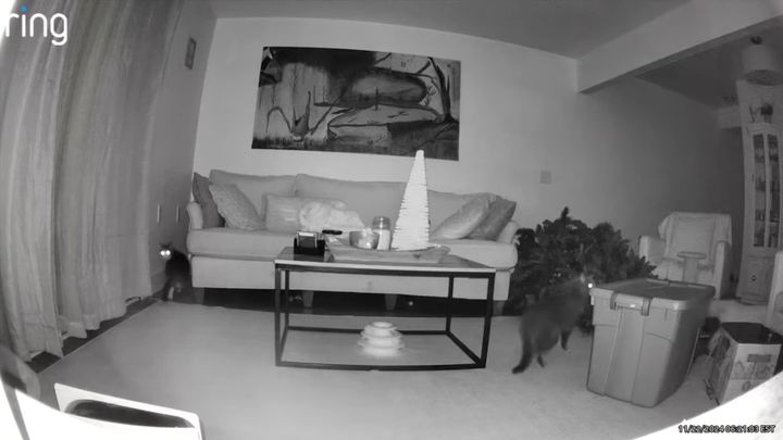 猫によるクリスマスツリーの倒壊事故、3匹の猫が現場検証