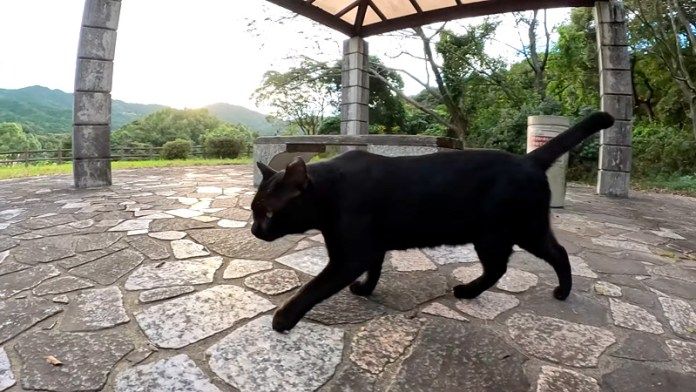 猫のお気に入りの場所