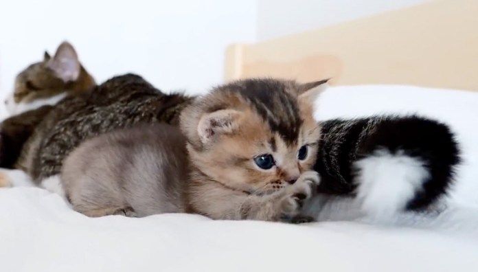 パパ猫のシッポで遊ぶ子猫