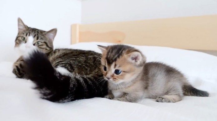 パパ猫のシッポが気になる子猫