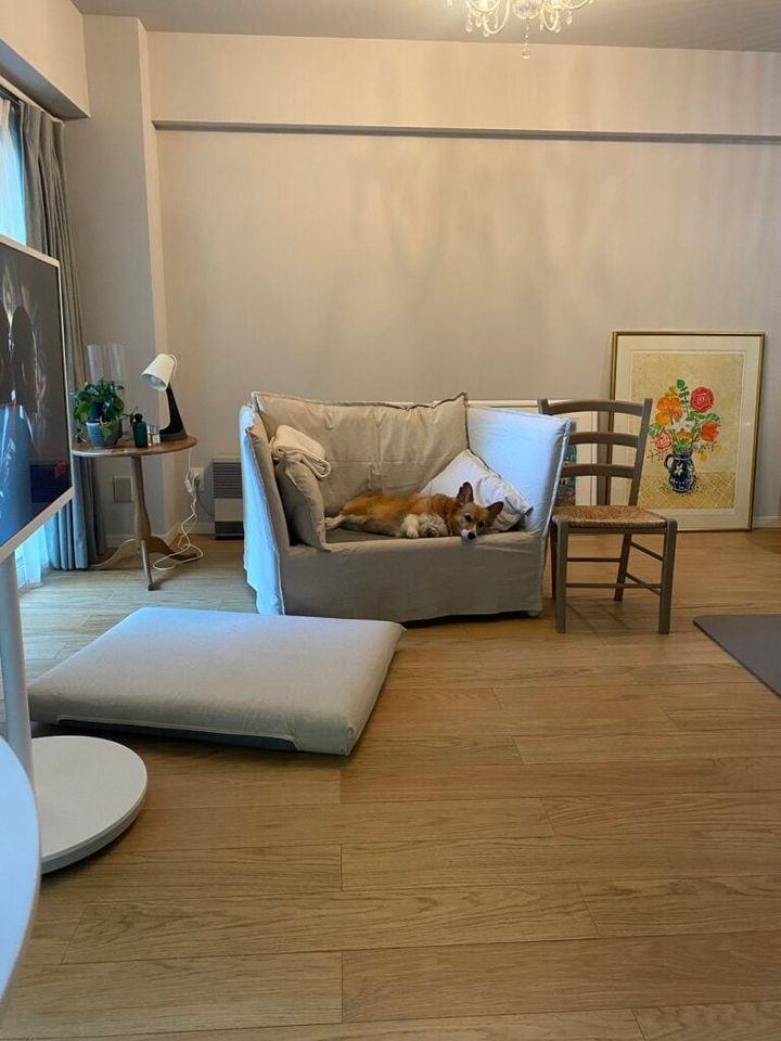 吉川千明さんの愛犬コーギー犬の「くるみ」