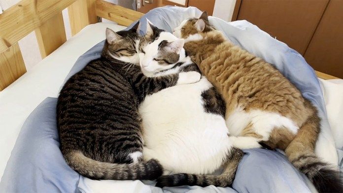 猫団子になる猫達