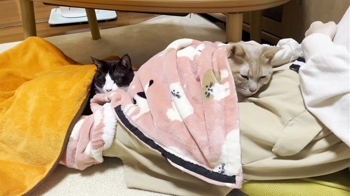 膝の上でくつろぐ猫達