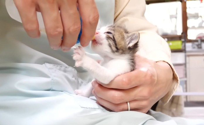 ミルクを飲む子猫