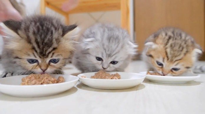 ご飯を食べる子猫達