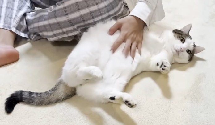 ナデナデされる猫