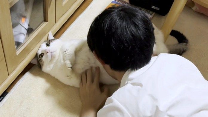 お仕置きする猫