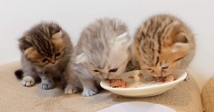 ご飯をお皿から食べる子猫達
